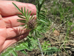 Valeriana alternifolia