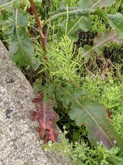 Rumex