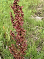 Rumex