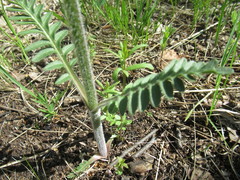 Valeriana alternifolia