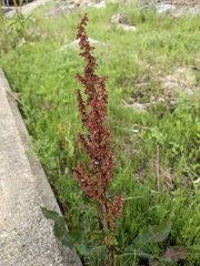 Rumex