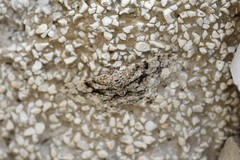 Peribatodes umbraria