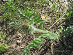 Valeriana alternifolia