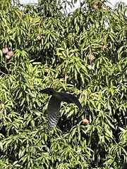 Accipiter cooperii