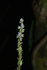 Hetaeria oblongifolia