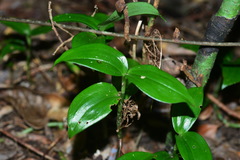 Hetaeria oblongifolia