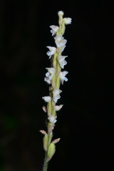 Hetaeria oblongifolia