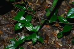 Hetaeria oblongifolia