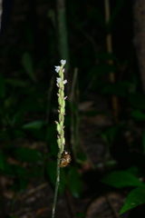 Hetaeria oblongifolia