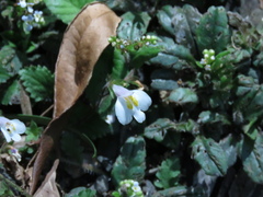 Mazus alpinus