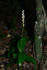 Hetaeria oblongifolia