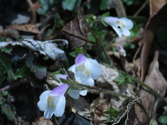 Mazus alpinus