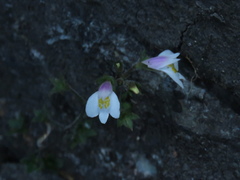 Mazus alpinus