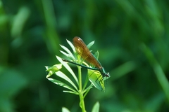 Calopteryx virgo