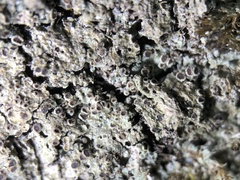 Rinodina ascociscana