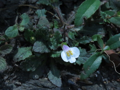 Mazus alpinus
