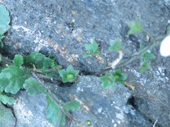 Mazus alpinus