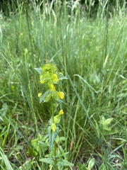 Rhinanthus alectorolophus