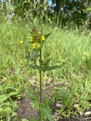 Rhinanthus alectorolophus