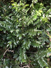 Diospyros kotoensis
