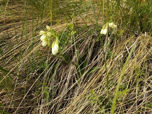 Onosma simplicissima, photograph 1
