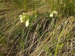 Onosma simplicissima, photograph Svyatoslav Knyazev, CC BY, iNaturalist via GBIF