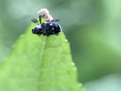 Cylindrocopturus quercus