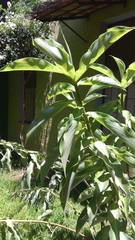 Chamaecostus cuspidatus