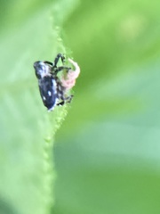 Cylindrocopturus quercus