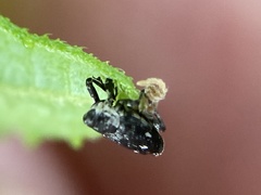 Cylindrocopturus quercus