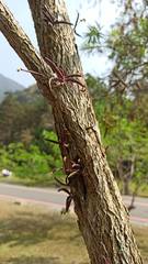 Thrixspermum formosanum