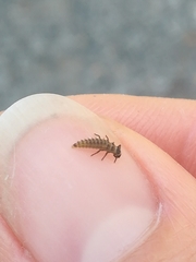 Propylea quatuordecimpunctata