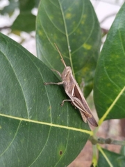 Stenocatantops splendens