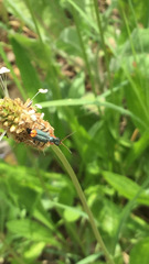 Clanoptilus marginellus