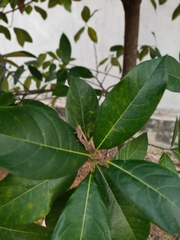 Stenocatantops splendens