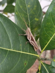 Stenocatantops splendens