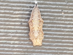 Vanessa itea
