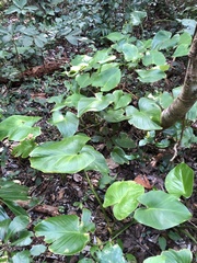 Homalomena philippinensis