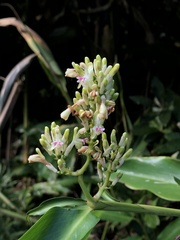 Alpinia flabellata