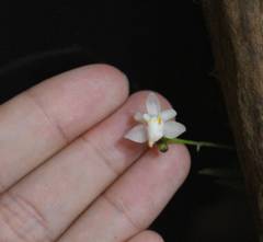 Thrixspermum formosanum