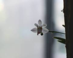 Thrixspermum formosanum