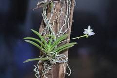 Thrixspermum formosanum