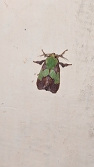 Aergina hilaris