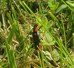 Cantharis