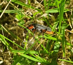 Cantharis