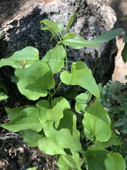 Smilax californica