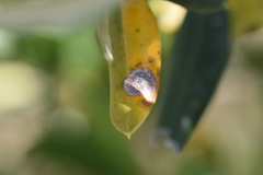 Venturia oleaginea
