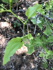 Smilax californica