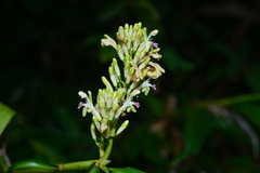 Alpinia flabellata
