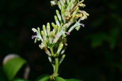 Alpinia flabellata
